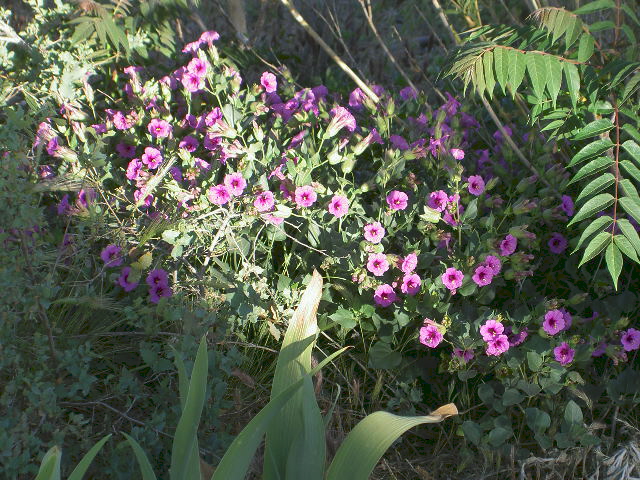 Cordes Lakes, AZ: lush Spring wildflowers in Cordes Lakes
