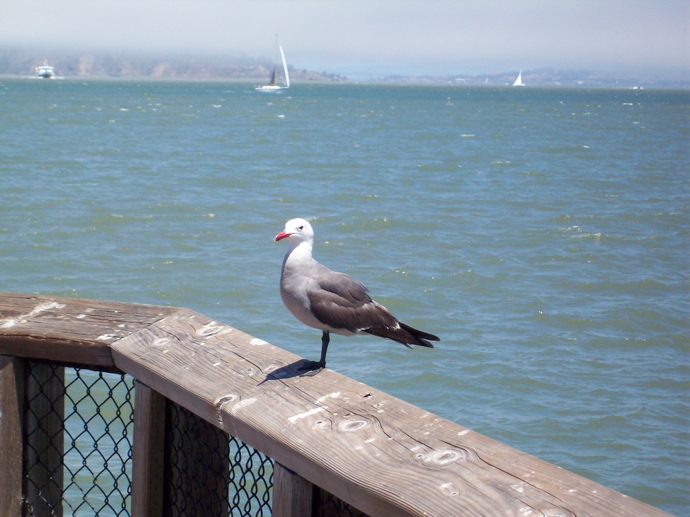 San Francisco, CA: Waiting for lunch