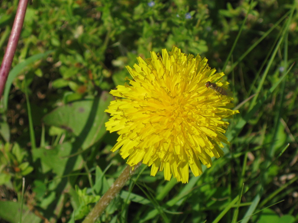 Wildwood, MO: Weed flower