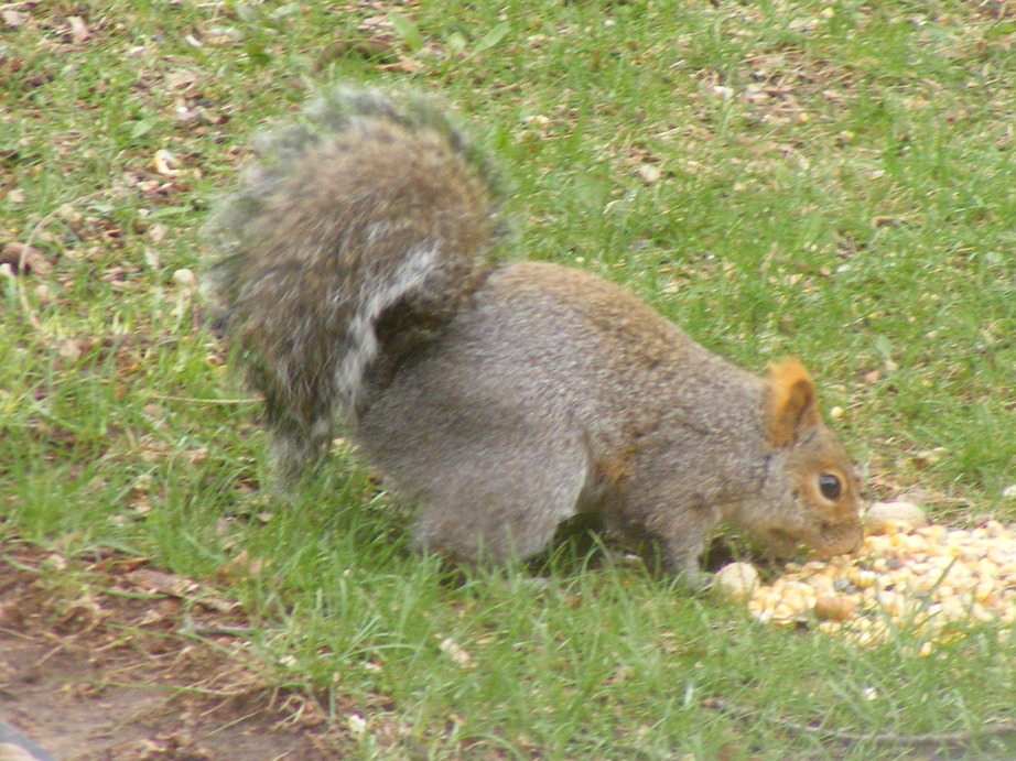 Avoca, WI: One of Avoca's many squirrels. I love feeding them.
