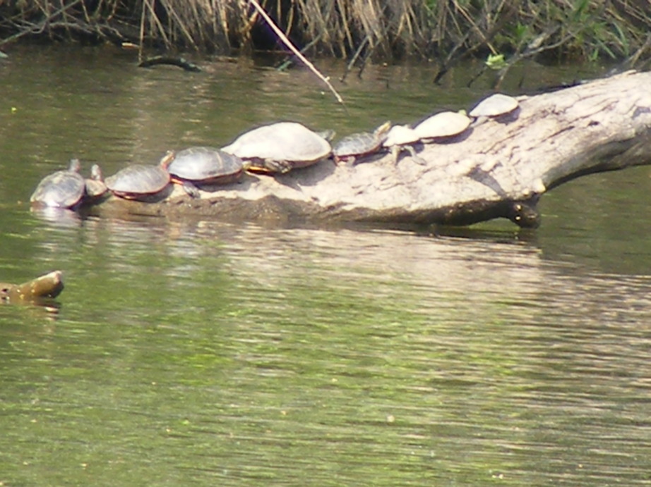 Avoca, WI : turtles on log, just sunning themselves on Avoca Lake photo ...