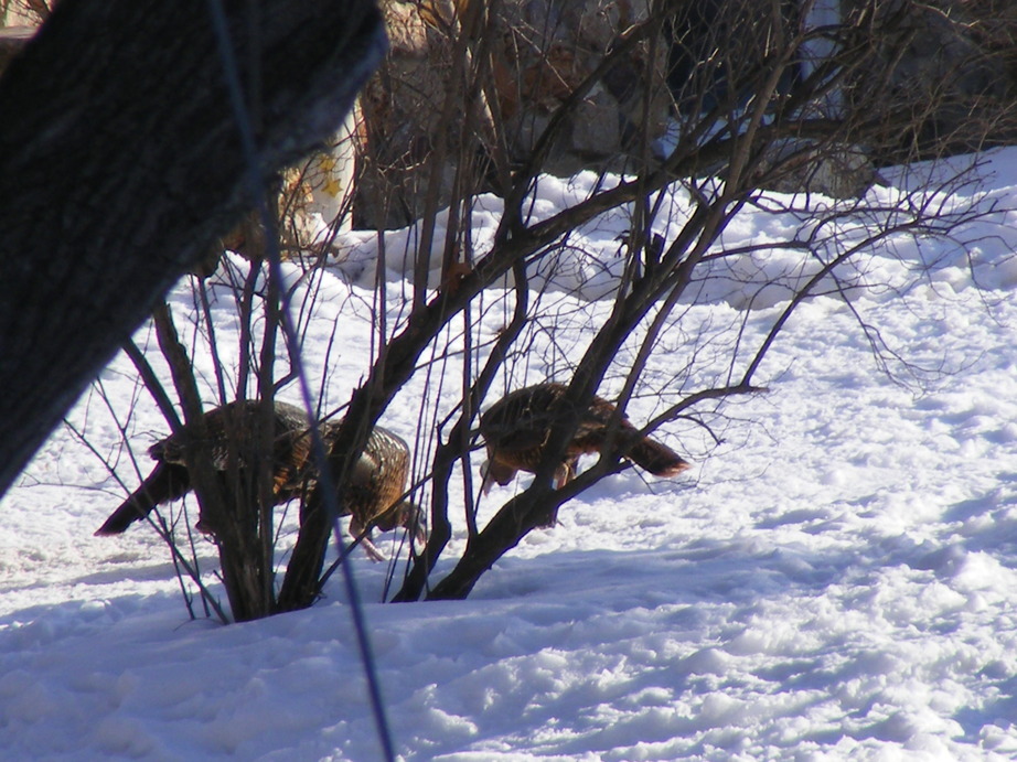 Avoca, WI: TURKEYS THAT CAME FOR BREAKFAST