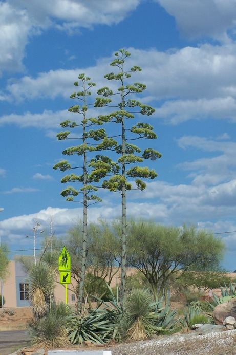 Corona de Tucson, AZ: Century plants near Sycamore Elementary School