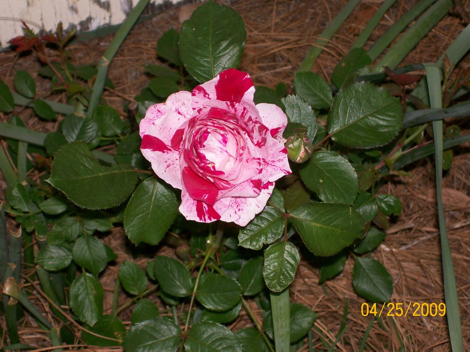 Leesburg, GA: My roses