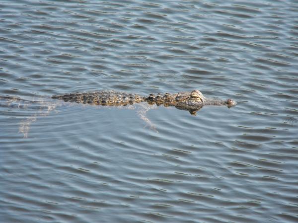 North Port, FL: Alligator