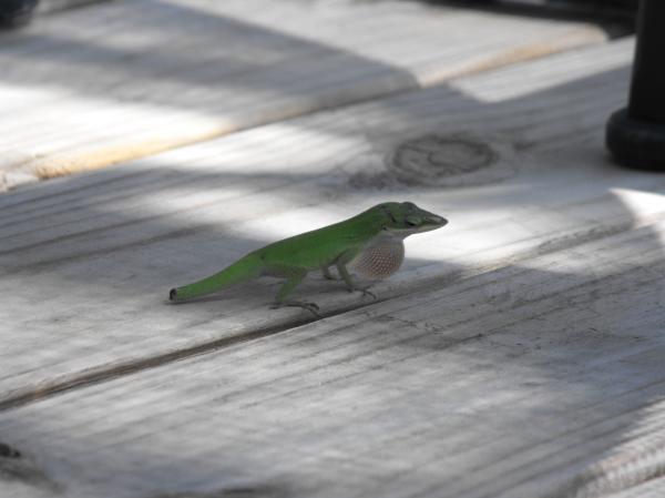North Port, FL: Gecko