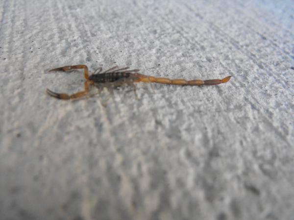 North Port, FL: Scorpion