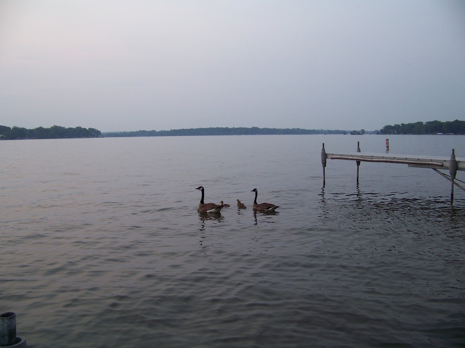 Wonder Lake, IL: Just a few geese with thier babys...... was a great shot..