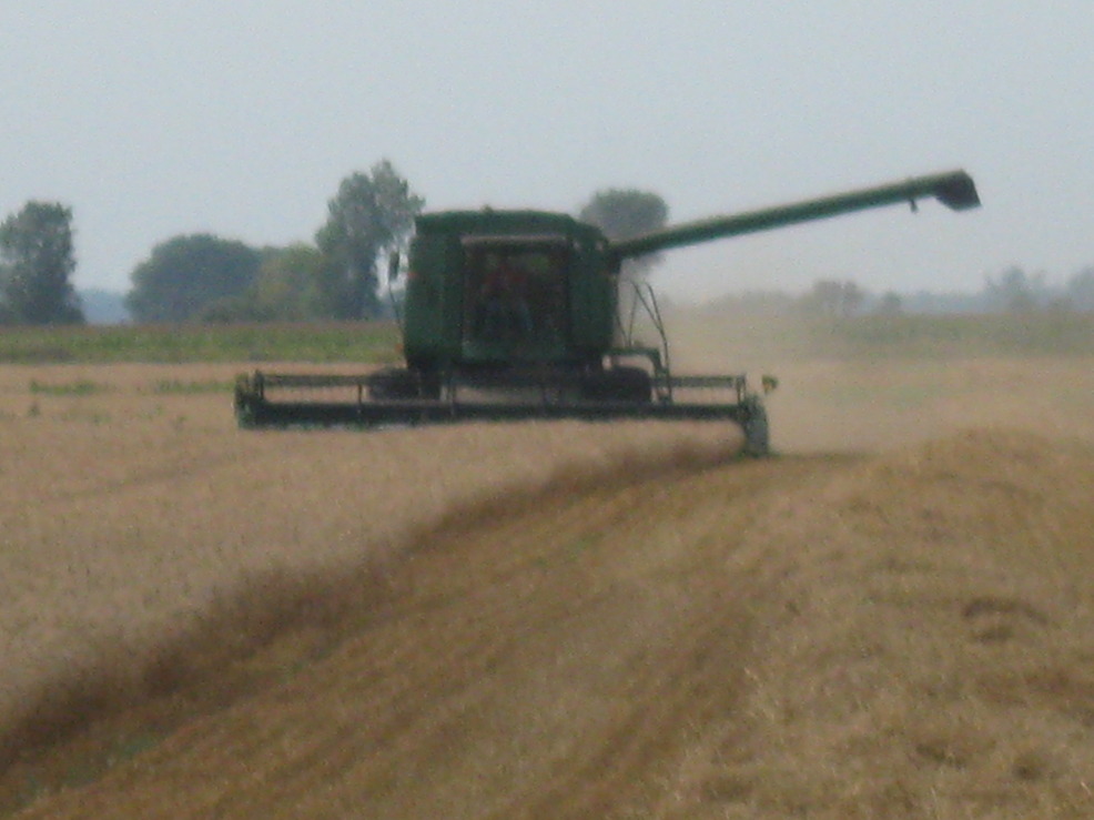 Glyndon, MN Wheat Harvest in Glyndon, MN (2009) photo, picture, image