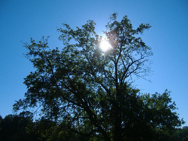 Pine Glen, PA: Early morning sun thur the apple tree