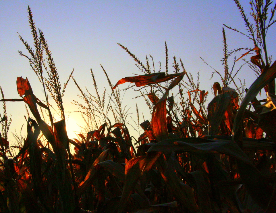 Osage, IA: Evening sun through the corn