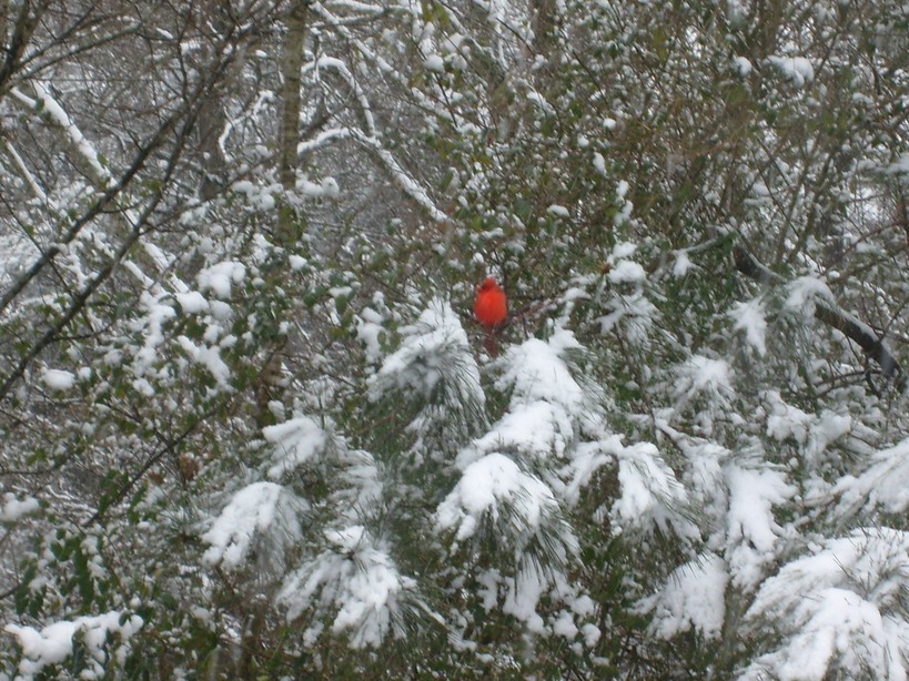 Pell City, AL: Snow Day