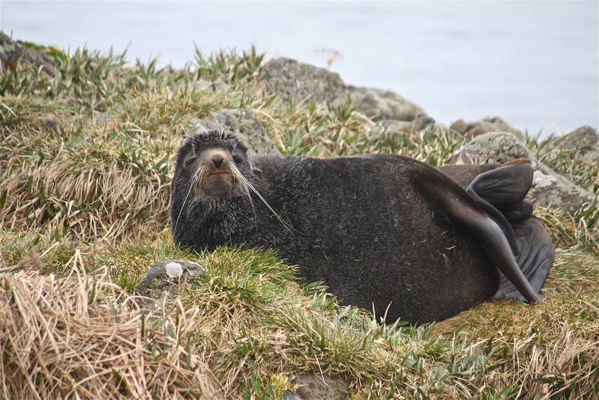 St. Paul, AK: Fur Seal