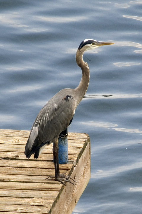 Portage Lakes, OH: Heron on East Reservoir
