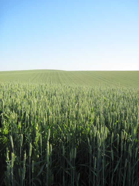 Culdesac, ID: Wheat Field