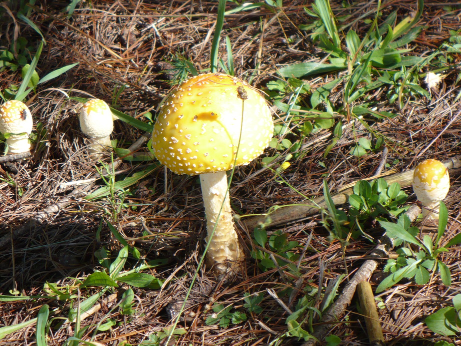 Sparta, NC: Mushroom found at New River Golf Course in Sparta