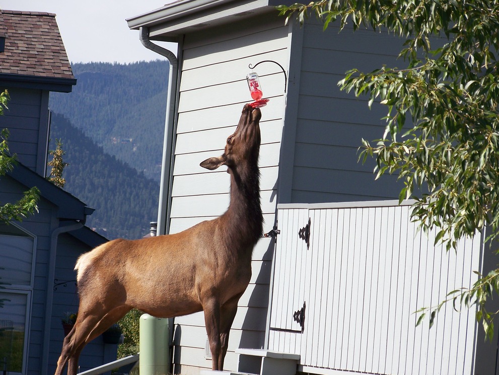 Estes Park, CO: Thirsty Elk