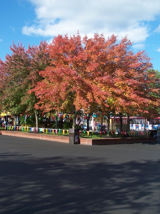 Maineville, OH: Autumn in Kings Island Park...