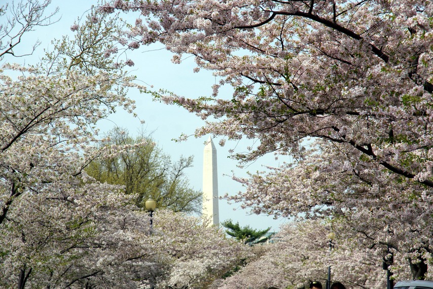 Washington, DC: Cherry Blossom, Spring 2010