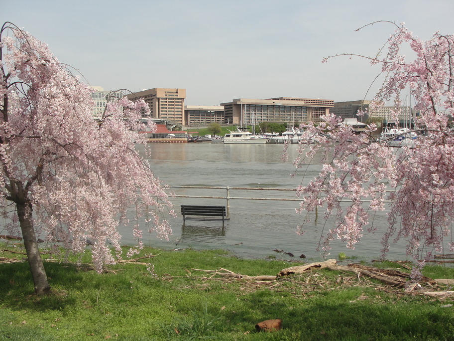 Washington, DC: Cherry Blossom 3 , Spring 2010