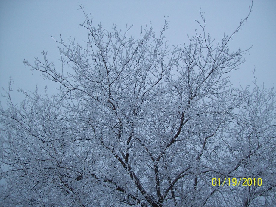 Yankton, SD: Winter 2010 - Silver Beauty - River Side Park