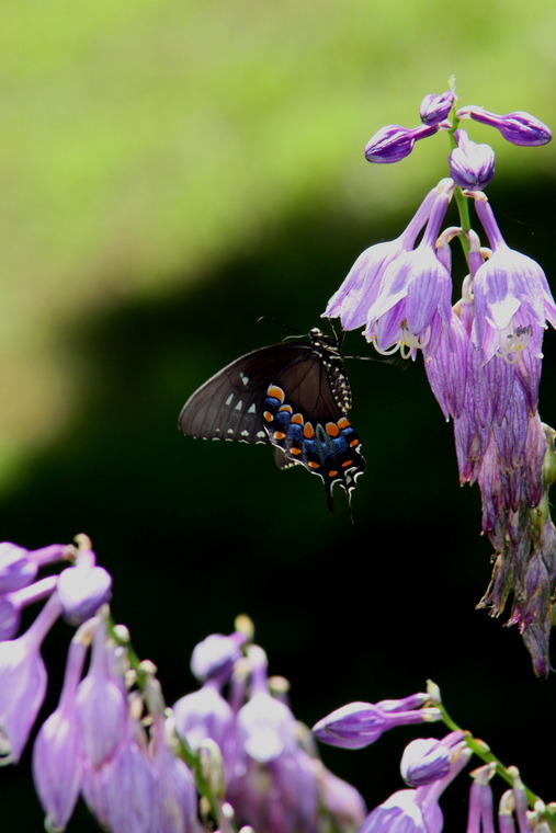 Dover Plains, NY: Butterfly in Dover Plains, New York