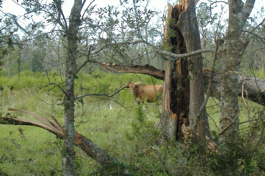 Devers, TX: Beauitful Longhorns along the road sides