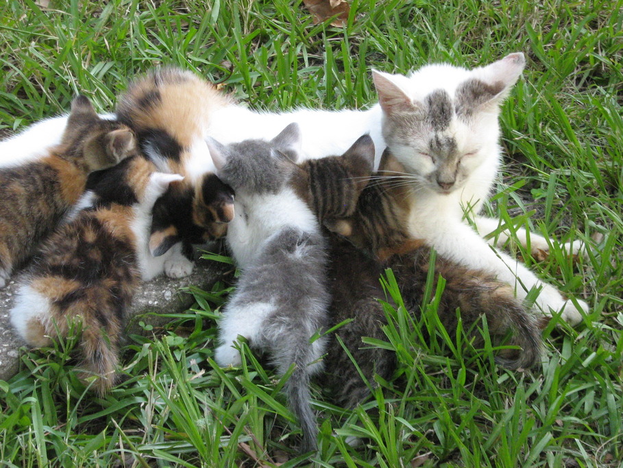 Lawtey, FL: Family Dinner Time