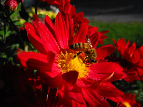 Middlesex, NY: Bee on a flower