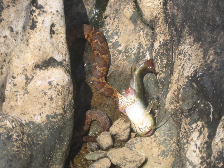 Haw River, NC: While walking along rocky Haw River we encountered a Water Snake who'd just pulled a Catfish ashore.