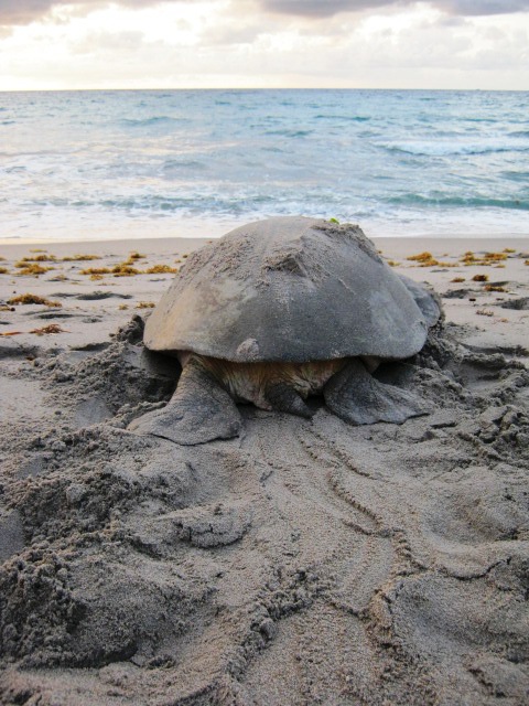 Highland Beach, FL: Mama Green Sea Turtle returning to the sea just after covering her nest of eggs!