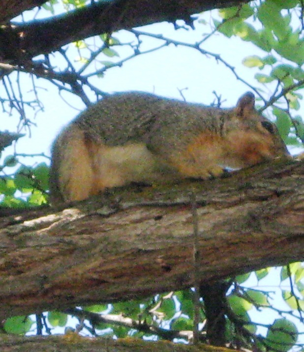 Echo, OR: Squirrel in Oregon Trail Arboretum, Echo