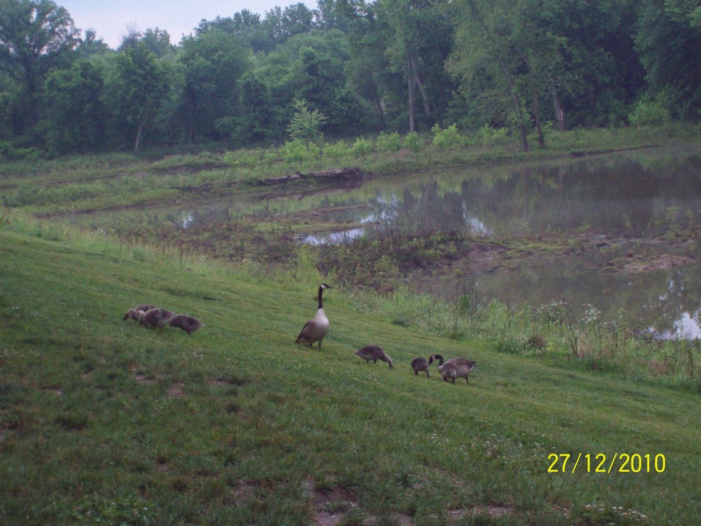 Pevely, MO Geese family behind our apartment at Pevely Pointe 2010