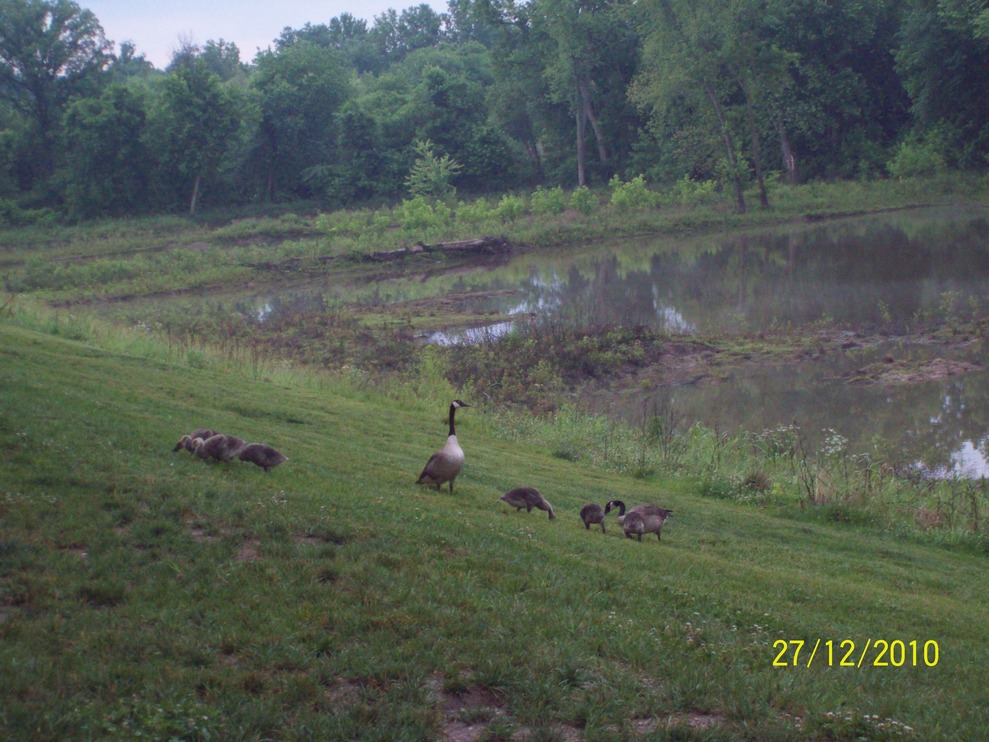 Pevely, MO: Geese family behind our apartment at Pevely Pointe 2010