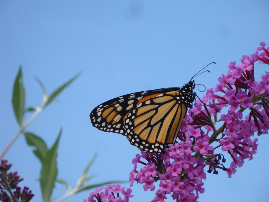 Elizabethtown, PA: Butterfly - Photo taken in the backyard of a neighbor's home on Stone Mill Drive.