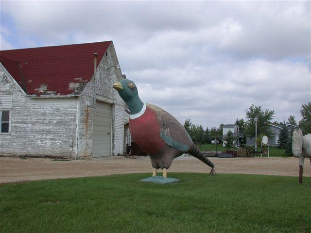 Willow Lake, SD : My favorite Pheasant (on the way to Willow Lakes ...