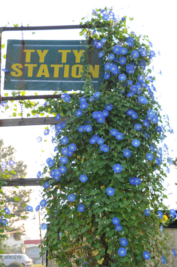 Ty Ty, GA: Ty Ty Station Sign