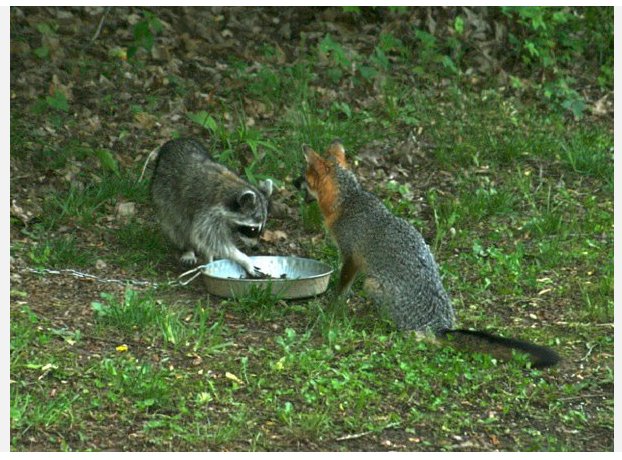 Murphy, NC: Best of friends - Raccoon and Fox share dinner