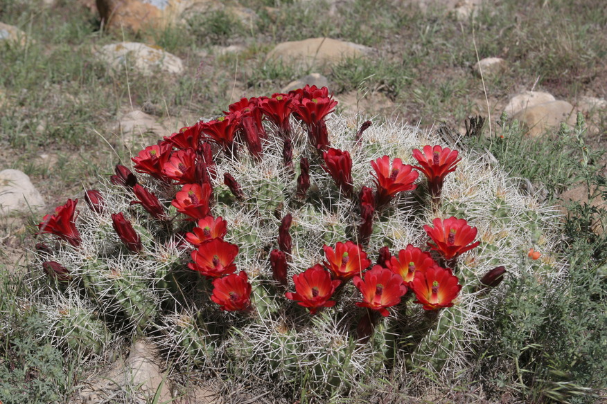 East Carbon, UT: Cactus south of East Carbon on dirt road south of gun range.