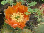 Carlsbad, NM: Red flower, Carlsbad, NM