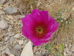 Carlsbad, NM: Red passion flower, Carlsbad, NM