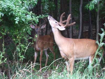 Hawley, PA: Bucks in Summer