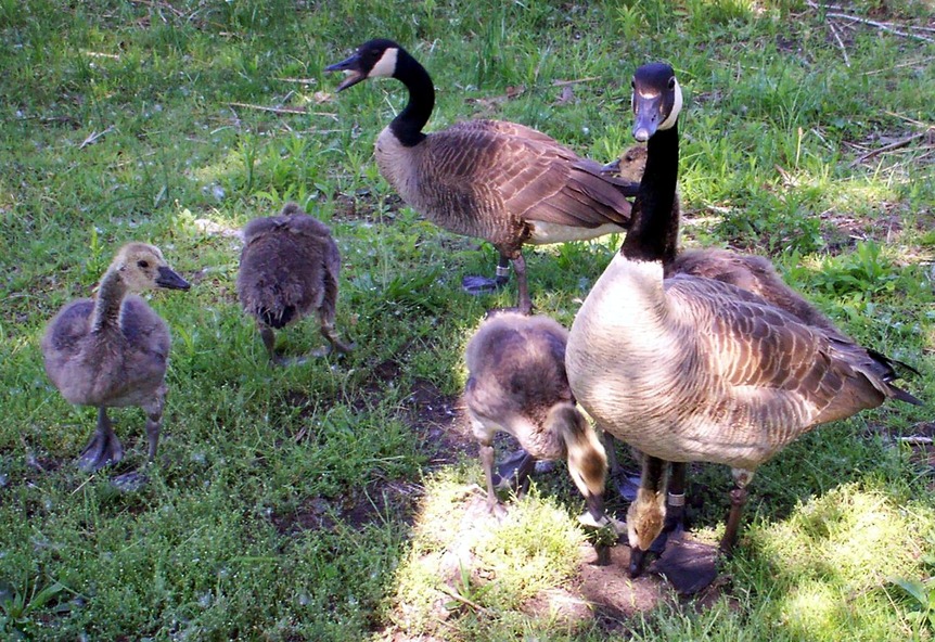 Erie, PA: Family of geese at Presque Isle State Park