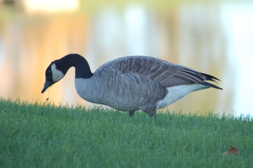 Twinsburg, OH: duck by the lake