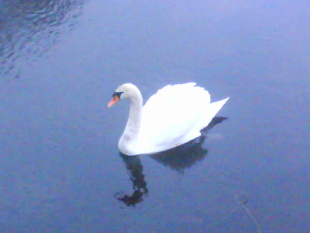Fall River, MA: A swan in Watuppa Pond