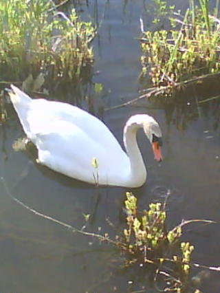 Fall River, MA: Swan in the river
