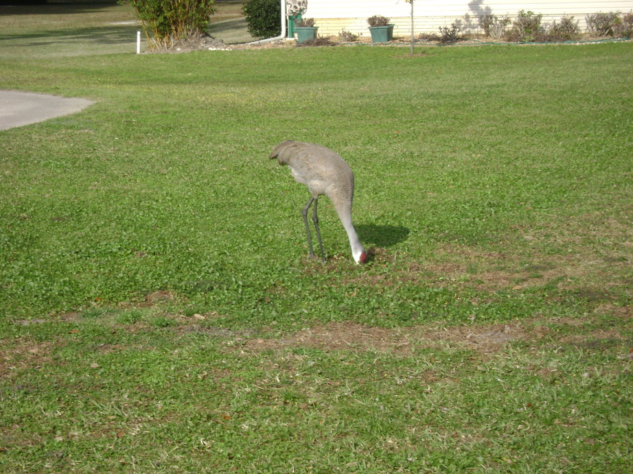 Avon Park, FL Avon Park, domestic birds photo, picture, image