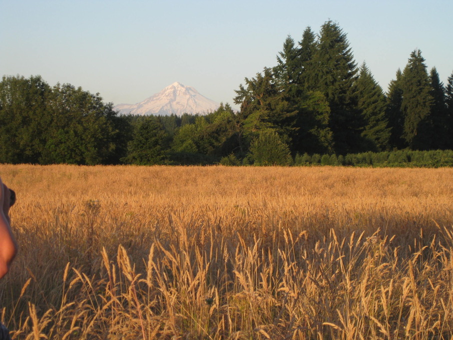 Redland, OR: wheat field with trees and mountain