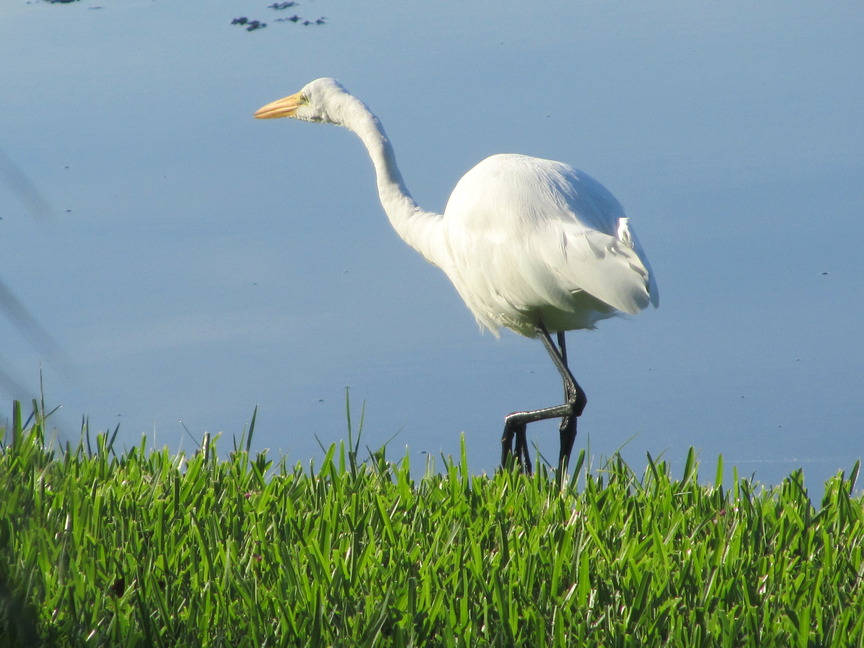 Weston, FL: This Great White Heron is a regular visitor at our lake. Here he's hunting breakfast.