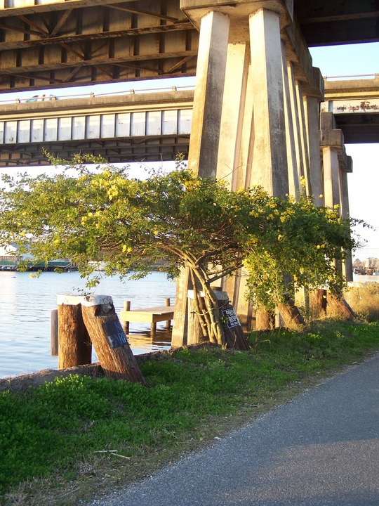 Des Allemands, LA: down the bayou road next to bouat launch